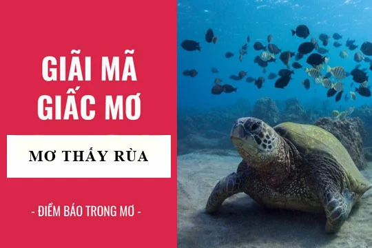 nằm mơ thấy rùa