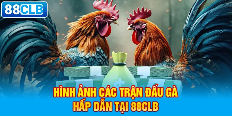 Đá gà 88CLB sở hữu sân chơi chọi gà đẳng cấp