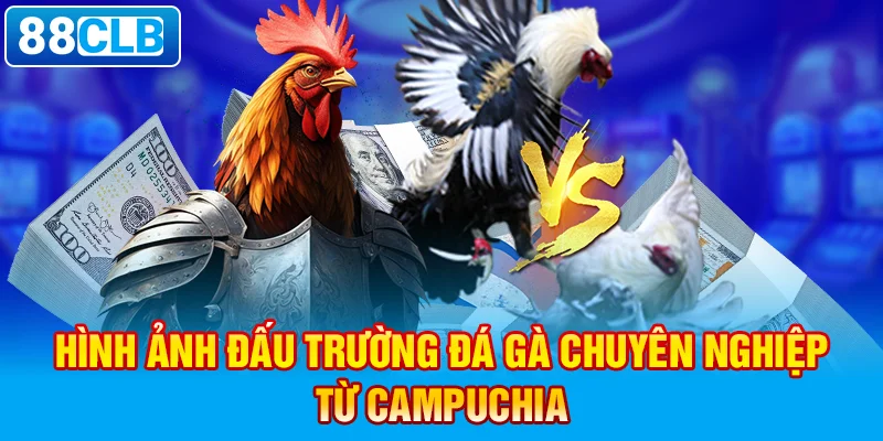 Nét truyền thống văn hóa độc đáo với đá gà Campuchia